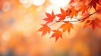 Detail of autumnal maple leaves with sun flare. Seasonal beauty.
