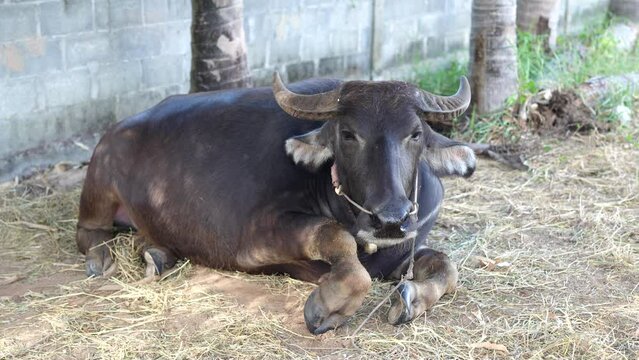 Thai buffalo in the farm
