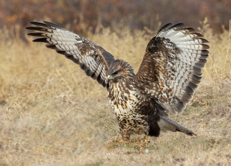 Common Buzzard in autumn mountain