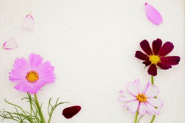 白布をバックにピンク色のコスモスの花と葉を飾った秋っぽいのシンプルなタイトル枠
