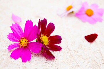 ふわふわした布の白背景に色んなピンク色のコスモスの花の背景素材