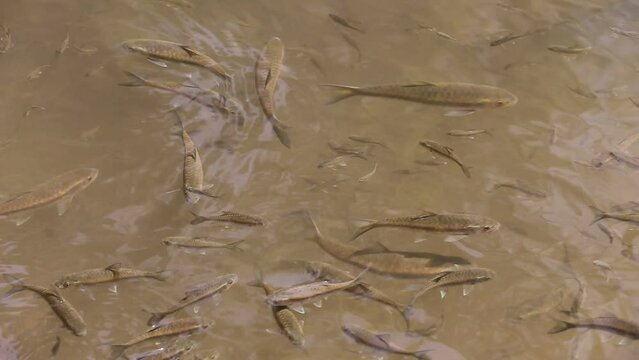 Soro brook carp (Neolissochilus soroides) in Thailand 
