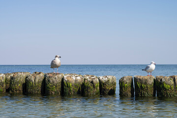 Czekające mewy na falochronie nad morzem Bałtyckim