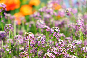 Beautiful and bright flowers in a flowerbed, suitable for a background or screensaver. Many colorful flowers.