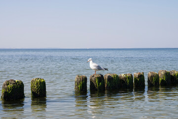Mała mewa na falochronie nad morze Bałtyckim