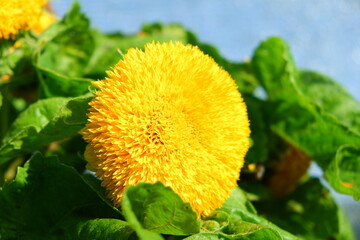 Beautiful and bright flowers in a flowerbed, suitable for a background or screensaver. Many colorful flowers.