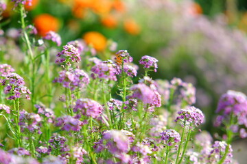 Obraz premium Beautiful and bright flowers in a flowerbed, suitable for a background or screensaver. Many colorful flowers.