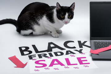 Biało czarny kot siedzi wokół napisów reklamujących black friday i wyprzedaże  - obrazy, fototapety, plakaty