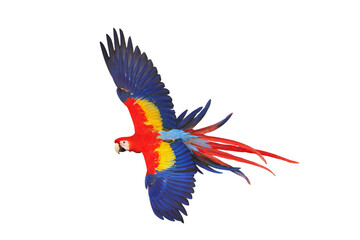 Colorful flying parrot isolated on transparent background png file