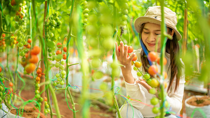 Farmer woman picking check farm Cherry tomato harvest farmer collect at greenhouse work inspect ripe fresh tasty smart farm industry concept.