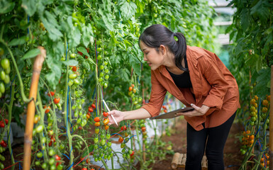 Farmer woman picking check farm Cherry tomato harvest farmer collect at greenhouse work inspect ripe fresh tasty smart farm industry concept.