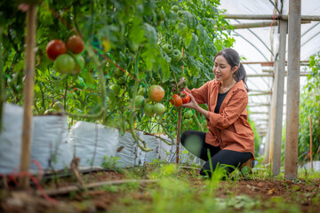Farmer woman picking check farm Cherry tomato harvest farmer collect at greenhouse work inspect ripe fresh tasty smart farm industry concept.