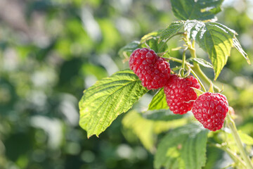 Red raspberries growing on bush outdoors, closeup. Space for text