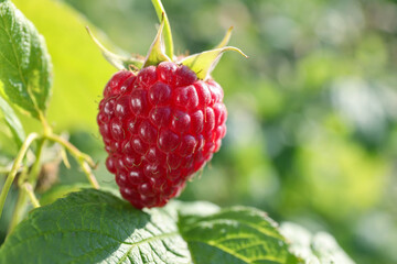 Red raspberry growing on bush outdoors, closeup. Space for text