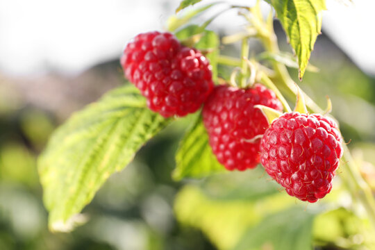 Red raspberries growing on bush outdoors, closeup. Space for text
