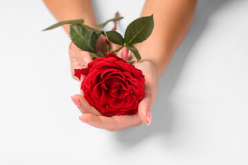 Woman holding red rose on white background, closeup - Powered by Adobe