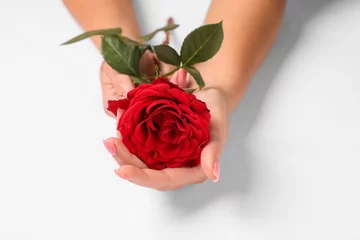 Fotobehang Woman holding red rose on white background, closeup © New Africa