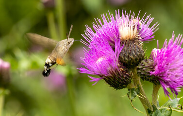 hummingbird hawk-moth (Macroglossum stellatarum) collect nectar from plant
