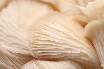 Fresh oyster mushrooms as background, macro view