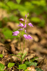 Red Helleborine (Cephalanthera rubra) in natural habitat
