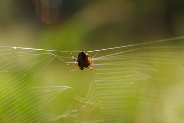 Close-up of a cobweb, small spiders, dew drops, rain drops, blades of grass, berries.