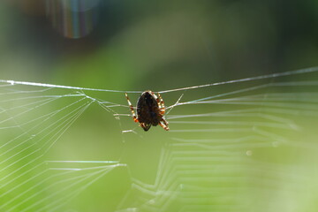 Close-up of a cobweb, small spiders, dew drops, rain drops, blades of grass, berries.