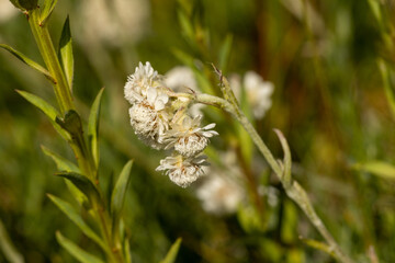 Mountain Everlasting (Antennaria dioica) in Bulgarian mountain