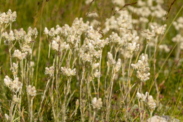 Fototapeta premium Mountain Everlasting (Antennaria dioica) in Bulgarian mountain