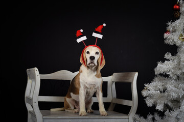 christmas photo of dog in photo studio with christmas hat. White background in photo studio. 