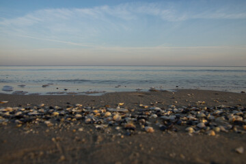 Muszle na plaży w rannych promieniach słońca © Sebastian
