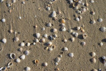 Muszelki w promieniach słońca na plaży w Międzyzdrojach