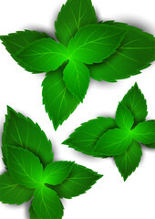 Realistic mint leaf on a white background. Freshness concept. Vector