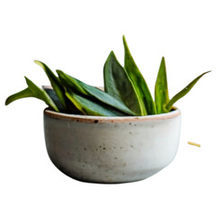Bay leaves In a ceramic bowl Illustration Art on Transparent Background Generative AI.
