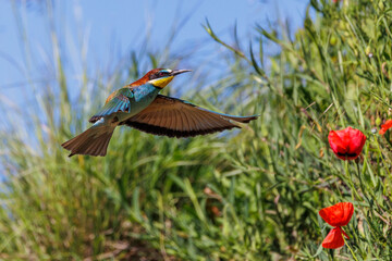 Bienenfresser (Merops apiaster)