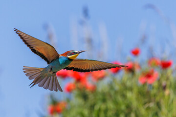 Bienenfresser (Merops apiaster)
