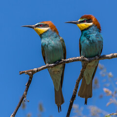 Bienenfresser (Merops apiaster)
