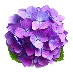 Purple hydrangea on transparent background PNG