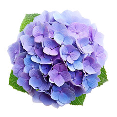 Hydrangea flower isolated on transparent background PNG