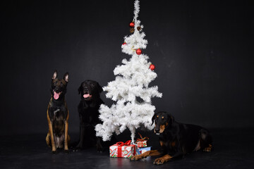 christmas photo of dogs in photo studio with white christmas tree. Black background in photo studio. 