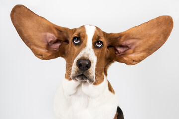 basset hound with his ears up