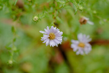 close up view of little white color flowers