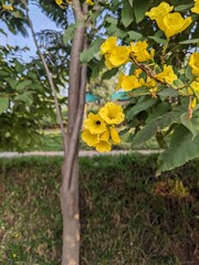 yellow flowers on a tree