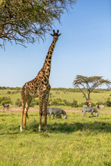 Male Masai giraffe (Giraffa tippelskirchi or Giraffa camelopardalis tippelskirchi) looking at the camera, Mara Naboisho Conservancy, Kenya.
