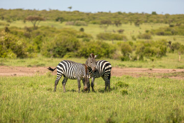 Plains zebra, equus quagga, equus burchelli, common zebra, Mara Naboisho Conservancy, Kenya.