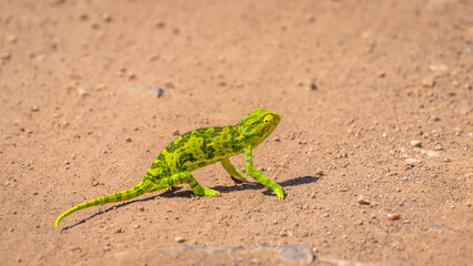 Bright colored flap neck chameleon ( Chamaeleo dilepis) crossing a gravel road, Mara Naboisho Conservancy, Kenya.