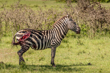 Fototapeta na wymiar Plains zebra, equus quagga, equus burchelli, common zebra hurt after lion attack, Mara Naboisho Conservancy, Kenya.