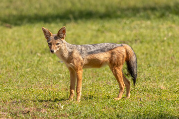 Obraz premium Black-backed jackal (Canis mesomelas) looking at the camera, Mara Naboisho Conservancy, Kenya.