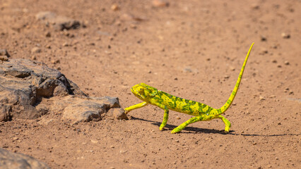 Bright colored flap neck chameleon ( Chamaeleo dilepis) crossing a gravel road, Mara Naboisho Conservancy, Kenya.