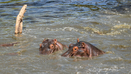 Two common hippopotamus (Hippopotamus amphibius), Mara Naboisho Conservancy, Kenya.