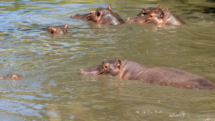 Pod of common hippopotamus (Hippopotamus amphibius), Mara Naboisho Conservancy, Kenya.